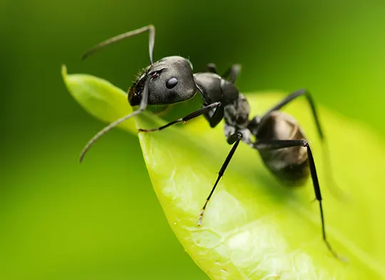 Fourmis dans la maison : lesquelles